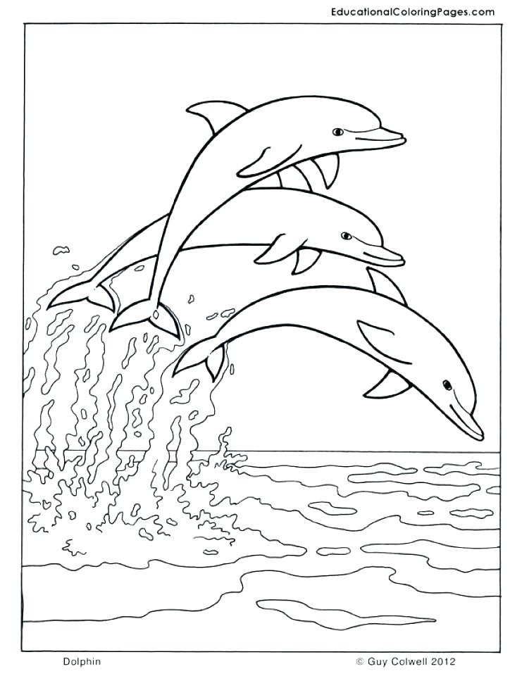 741x960 Dolphin Coloring Pages Coloring Dolphin Coloring Pages Free