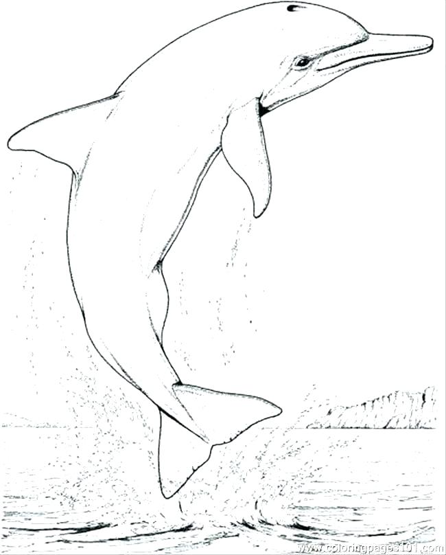 650x808 Dolphin Coloring Pages Printable Shippa.co