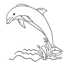 Dolphin Coloring Pages To Print Out