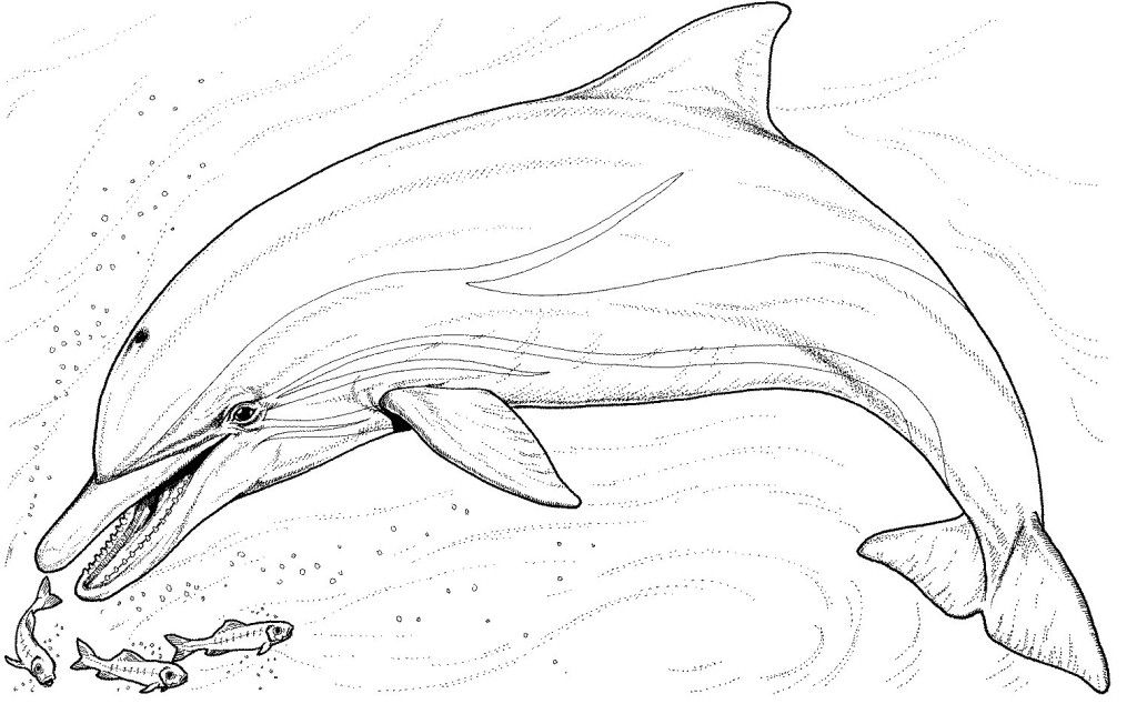 1024x634 Free Dolphin Coloring Pages Hagio Graphic Dolphin