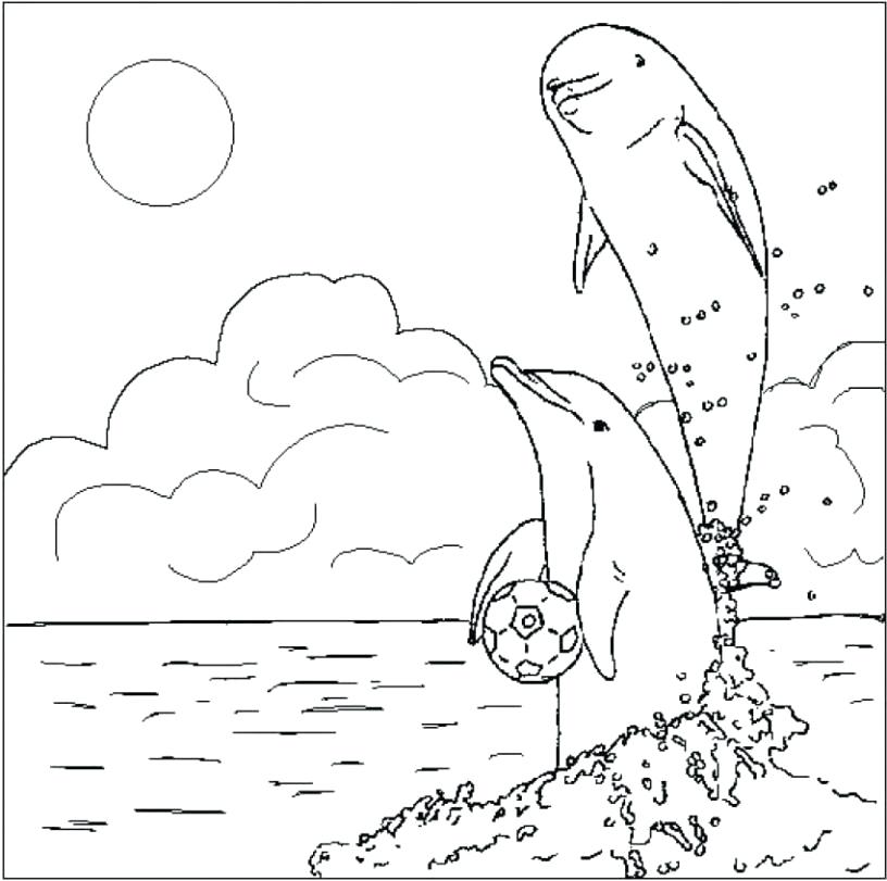 816x811 Dolphin Coloring Pages To Print Out Coloring Pictures Of Dolphins