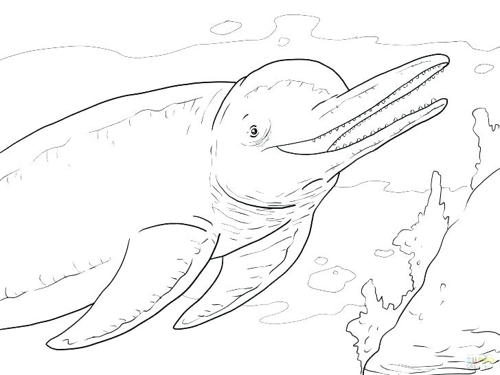 728x546 Winter Dolphin Tale Coloring Pages This Is Pictures Dolphins Amaz