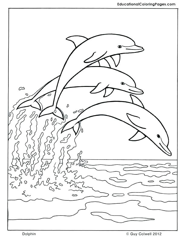 612x792 Dolphin Print Out Coloring Pages Dolphin Printable Coloring Pages