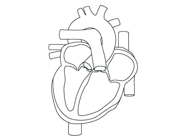 600x450 Human Heart Colouring Pages Printable Coloring Human Anatomy