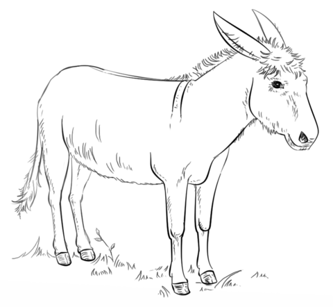 480x442 Donkey Coloring Page Balaam And The Talking Donkey