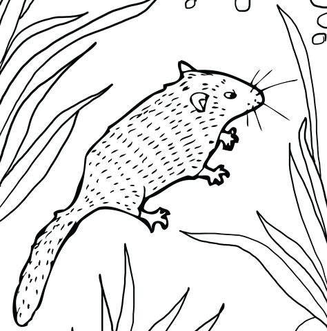 474x480 Dormouse Animal Coloring Pages Click To See Printable Version
