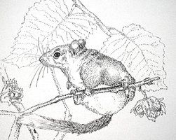 251x200 Dormouse By Annavaital Coloring Pages