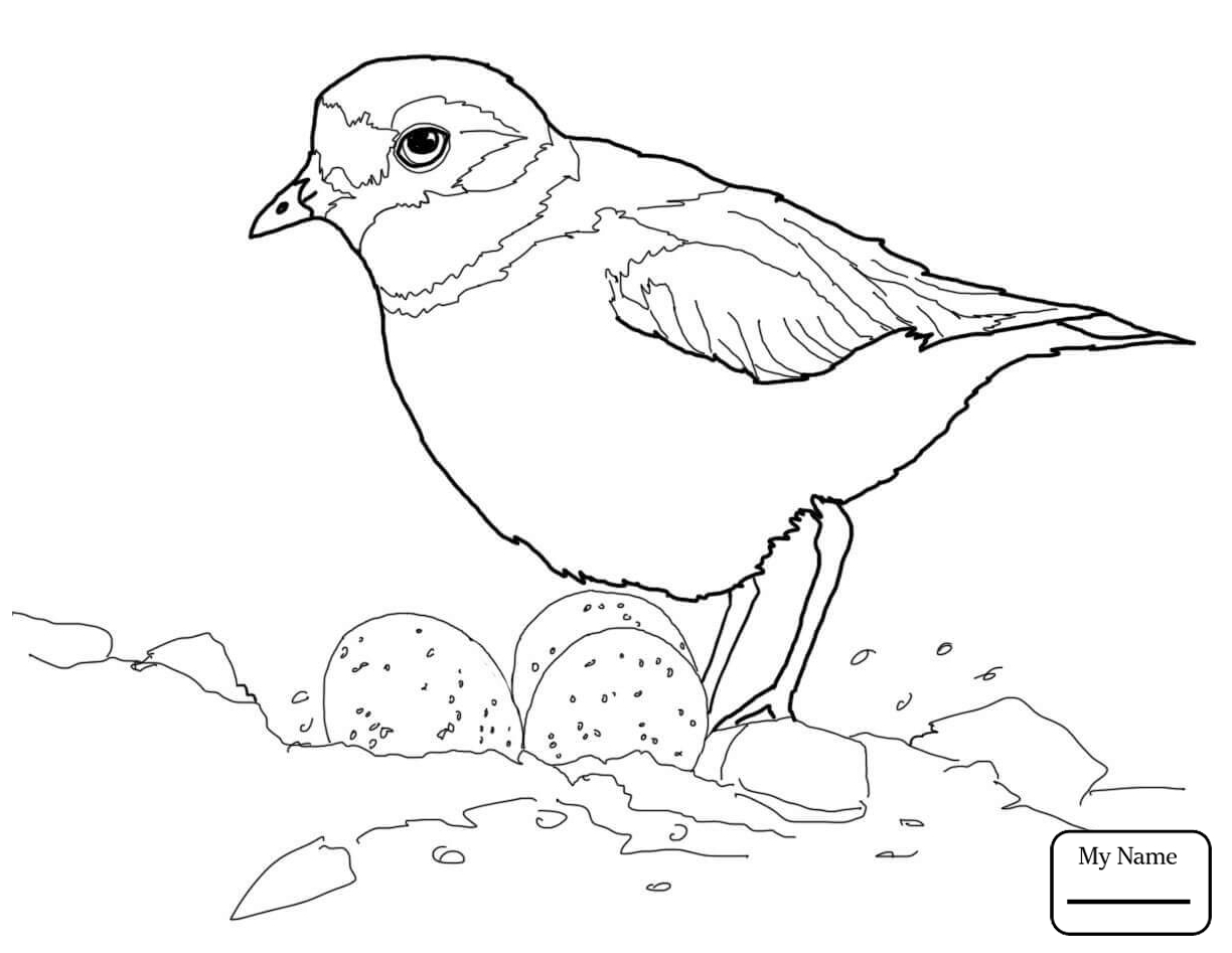 1224x947 Piping Plover Coloring Pages Free Coloring For Kids 2018