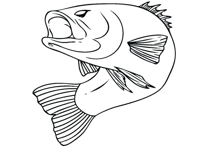 687x515 Bass Coloring Pages Fish Coloring Pages Fish Coloring Pages Puffer