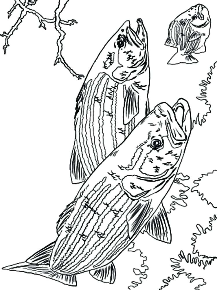 750x1000 Bass Coloring Pages