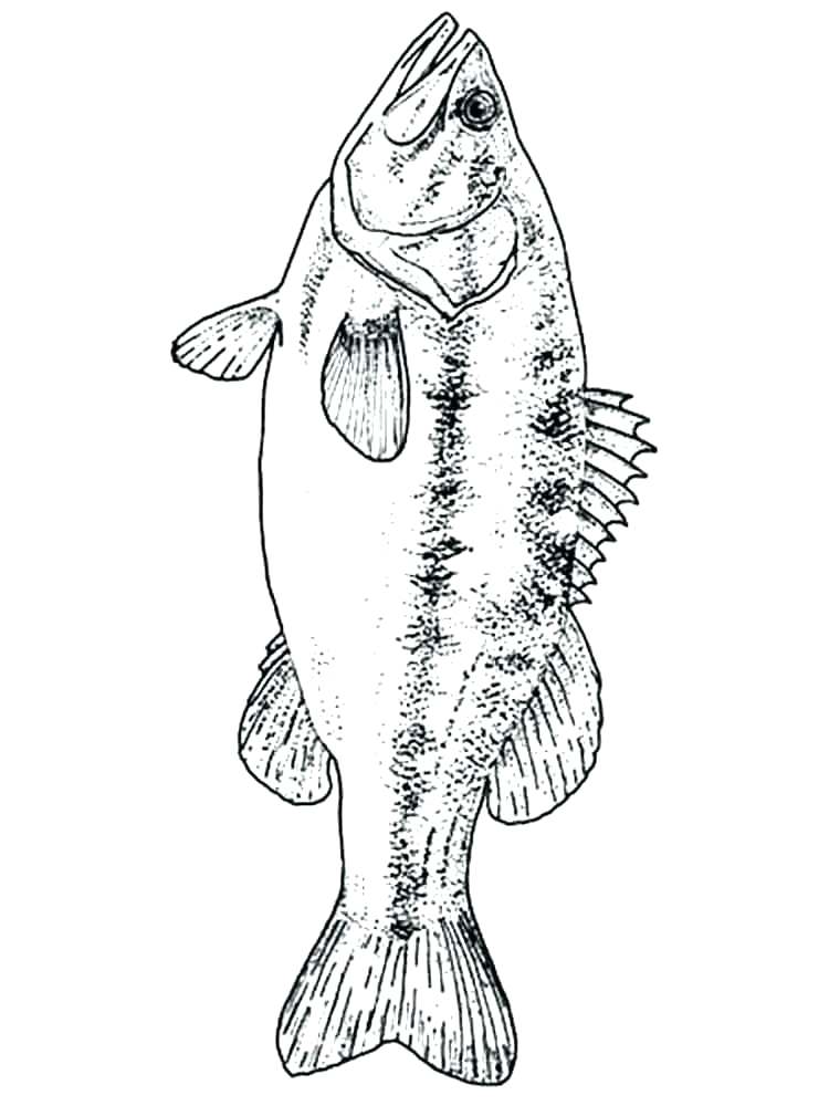 750x1000 Bass Coloring Pages Bass Guitar Coloring Pages