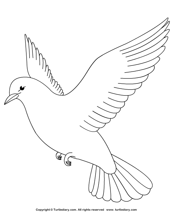 595x725 Dove Coloring Sheet Turtle Diary