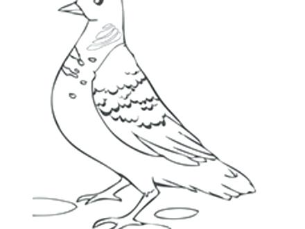 440x330 Dove Coloring Page Dove Coloring Pages Dove Coloring Page Dove