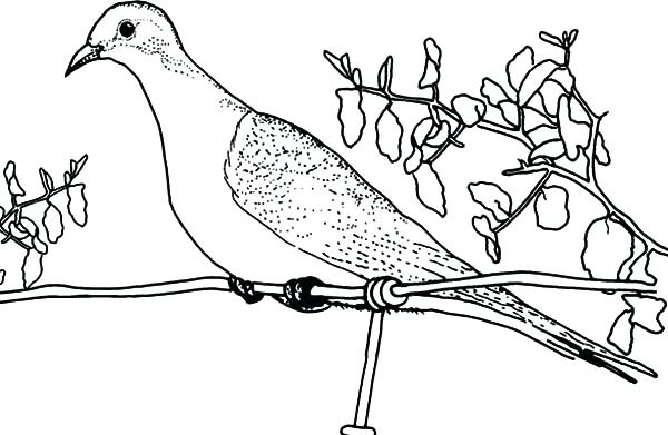 600x391 Dove Coloring Pages Peace Coloring Pages 5 Coloring Kids Of Dove