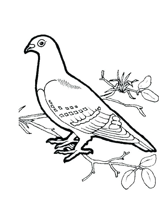 580x758 Dove Coloring Pages Perched Mourning Dove Coloring Page White Dove