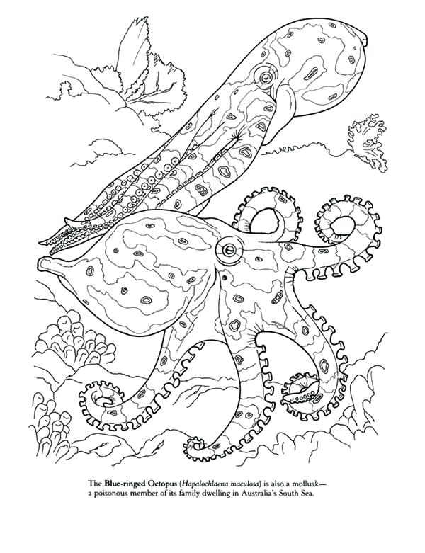 600x781 Octopus Coloring Pages Impair.co