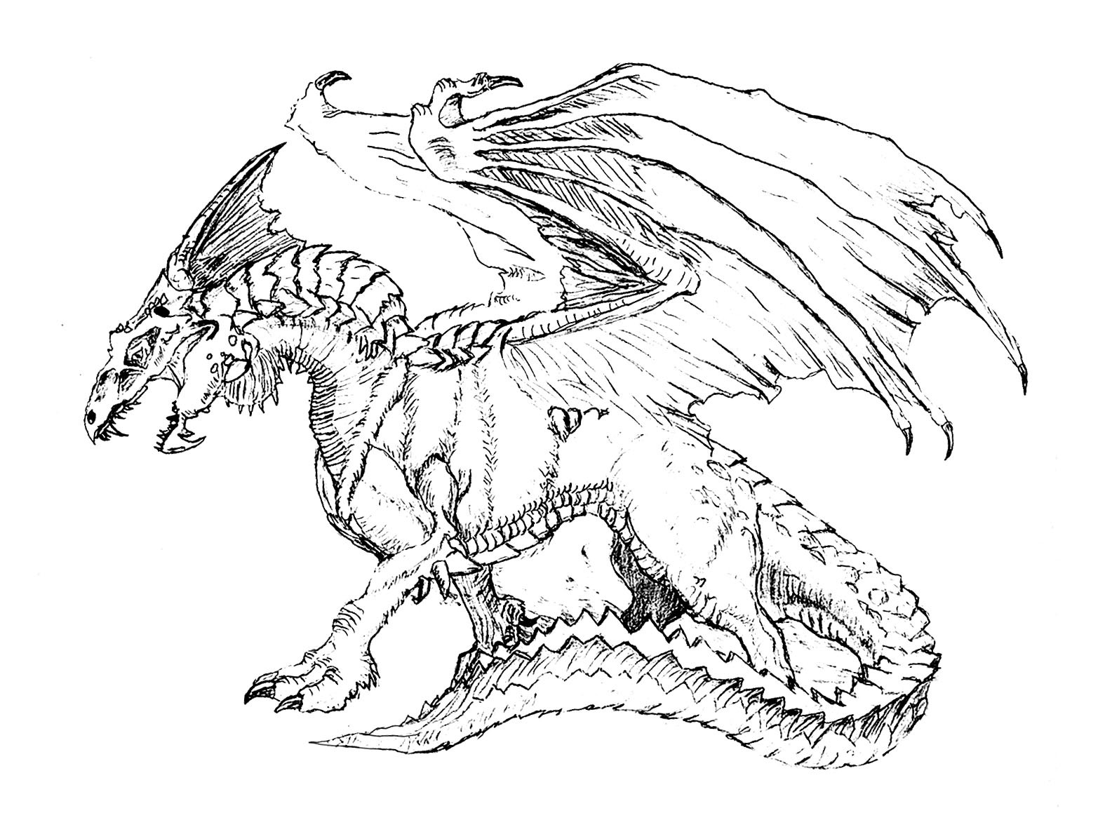 1585x1159 Dragon Face Coloring Pages 3018 Adult Amazing Hard Of Dragons