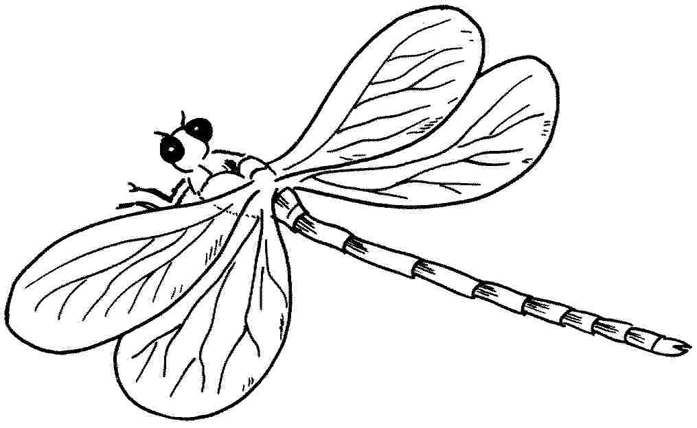 1015x624 Dragonfly