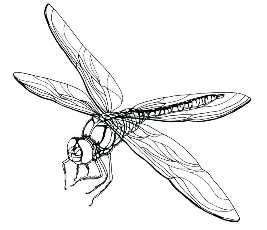 936x805 Dragonfly Mandala Coloring Pages Adult Dragonfly Coloring Pages