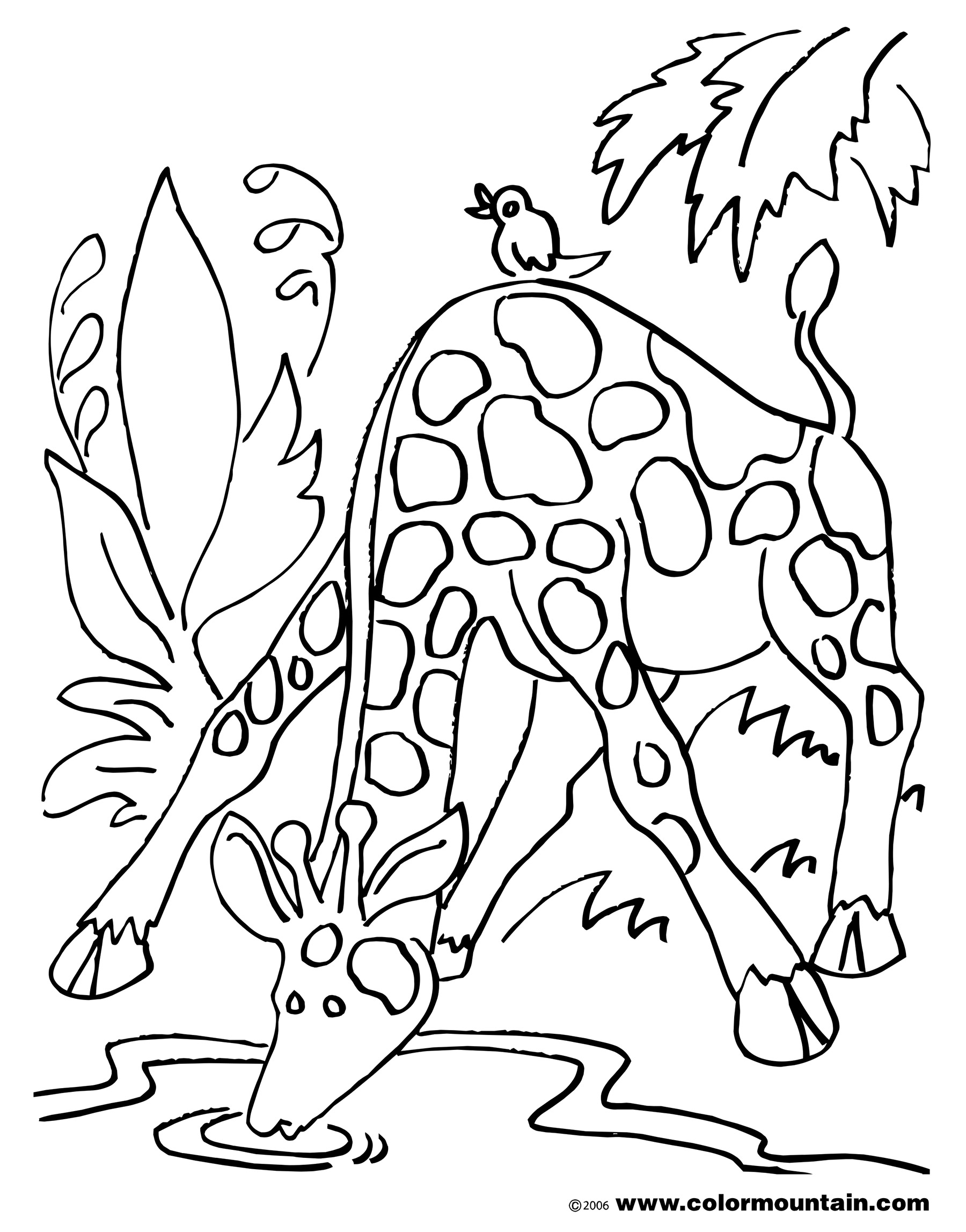 1800x2294 Drinking Giraffe Coloring Page