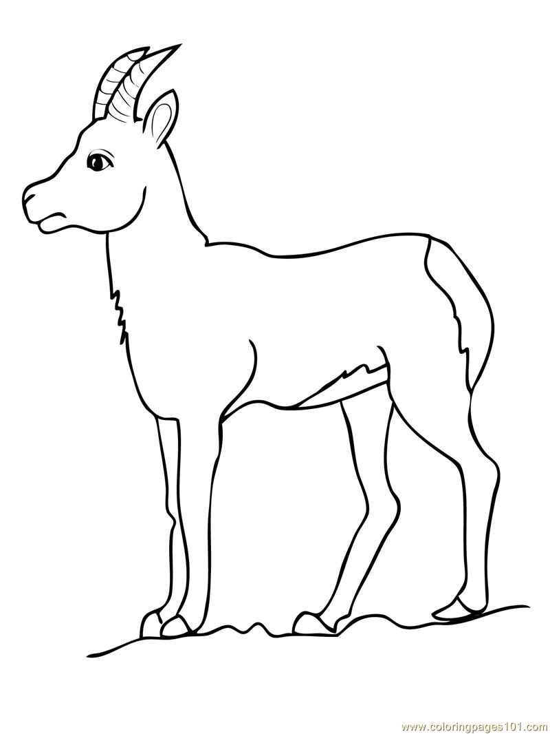 800x1066 Deer Drinking Water Coloring Page