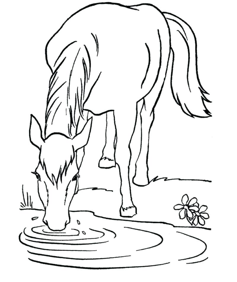 800x950 Newt Coloring Page Baroque Bridle Horse Who Was Drinking Coloring
