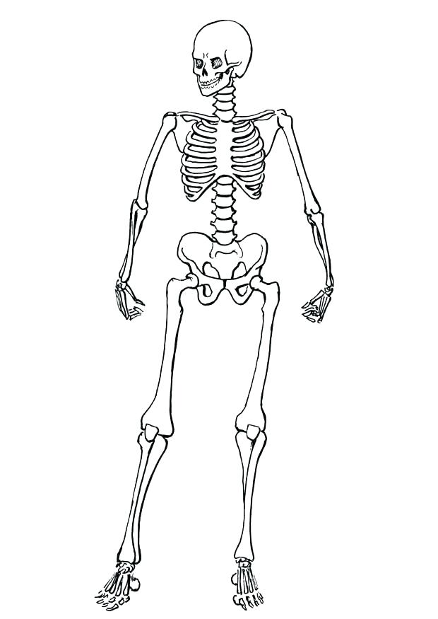 620x875 Bones Coloring Pages Dinosaur Bones Coloring Pages Coloring Pages