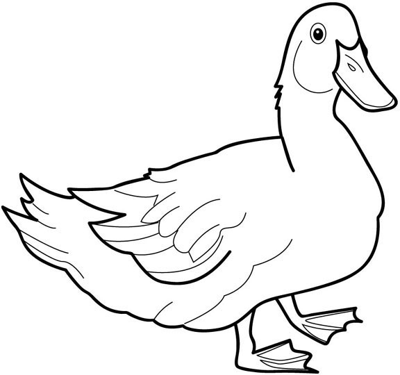 576x540 Duck Coloring Pages 1