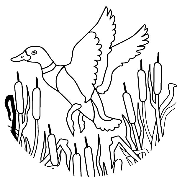 600x600 How To Draw Flying Mallard Duck Coloring Pages How To Draw Flying