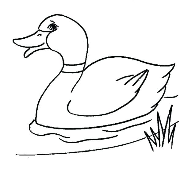 600x551 Coloring Pages Duck