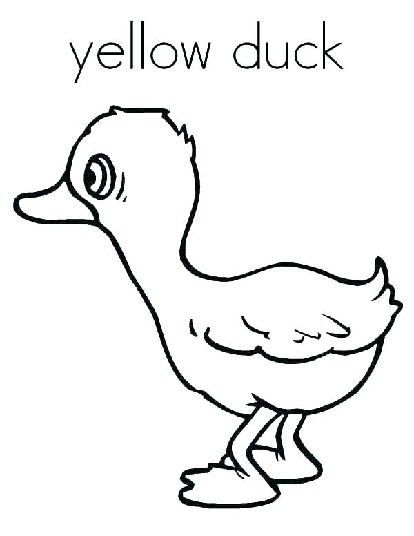 600x776 Duck Coloring Page