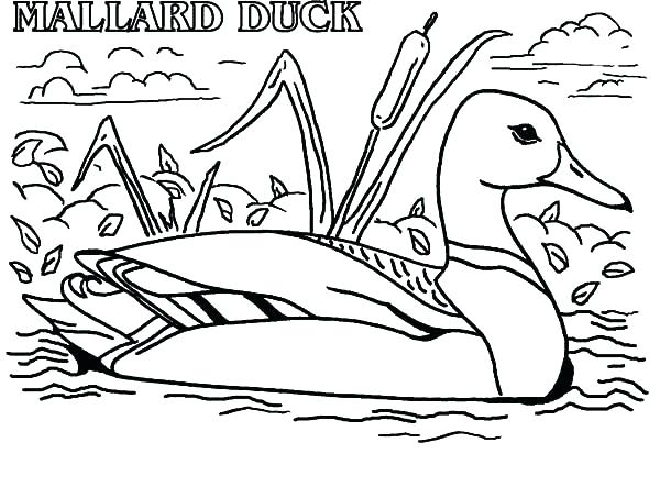600x453 Duck Coloring Book Plus Coloring Picture Of Duck Actual Advice