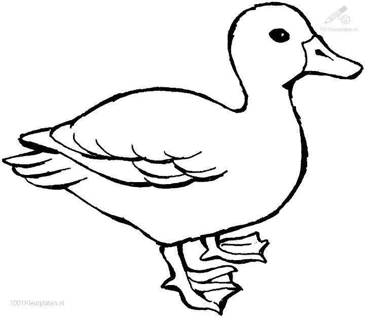 720x625 Duck Coloring Pages 1001 Coloringpages Animals Gtgt Duck Gtgt Duck
