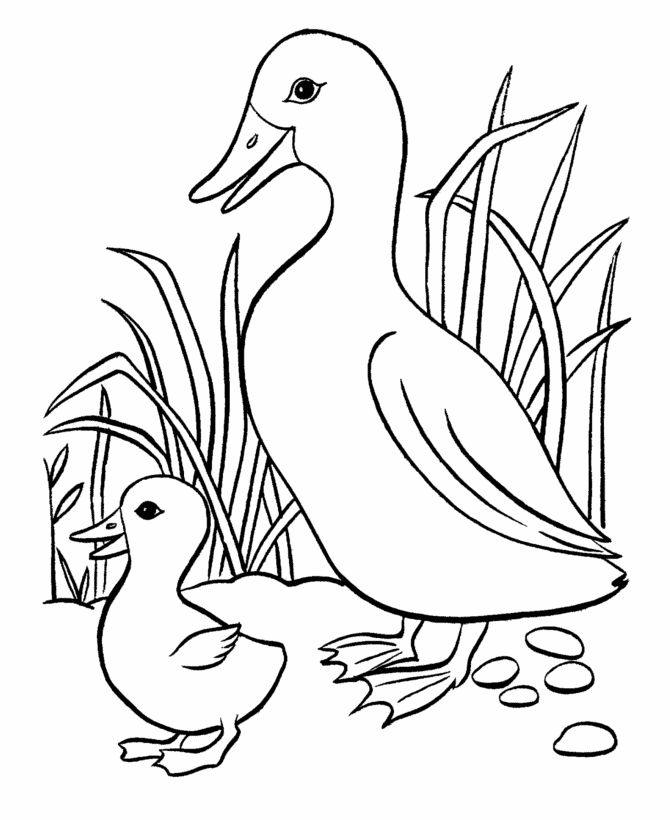 670x820 29 Best Duck Images On Ducks, Animated Cartoons