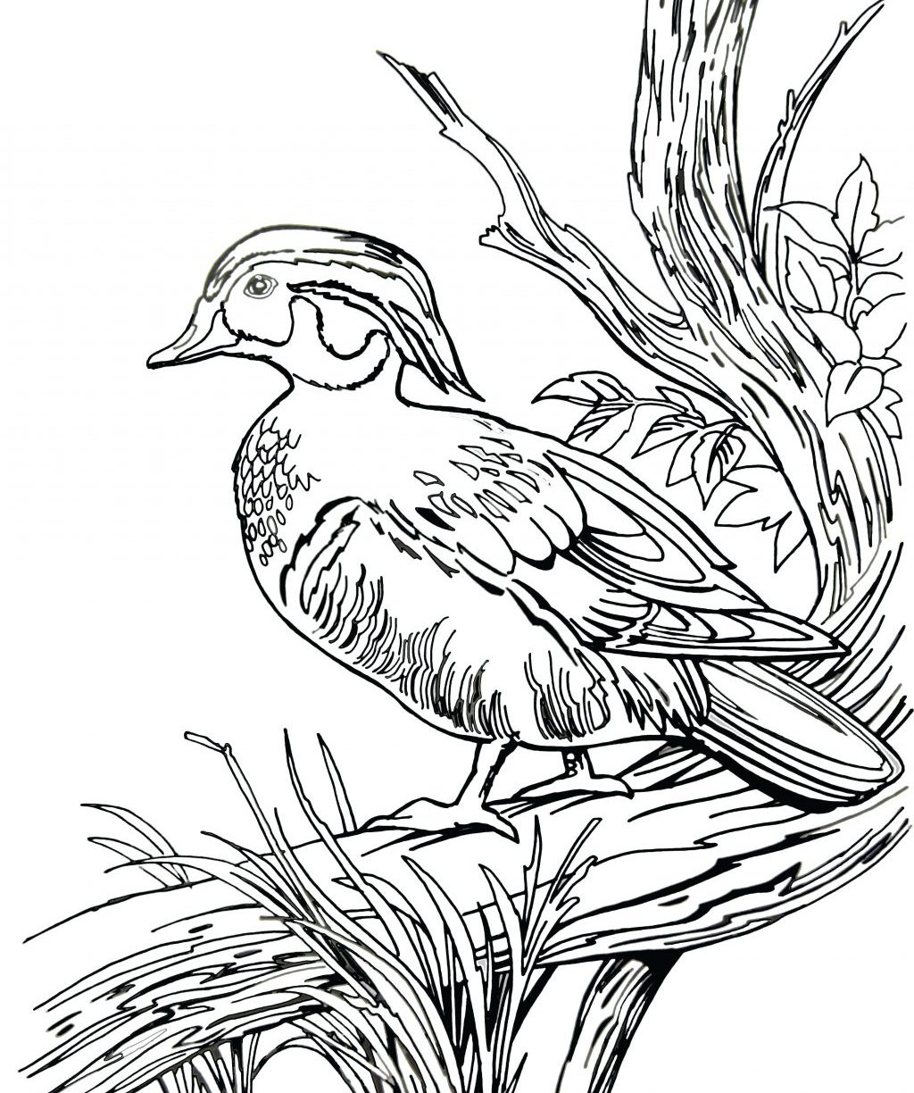 1024x1224 Hunting Coloring Pages Brilliant Coon Dog Duck Hunter Deer