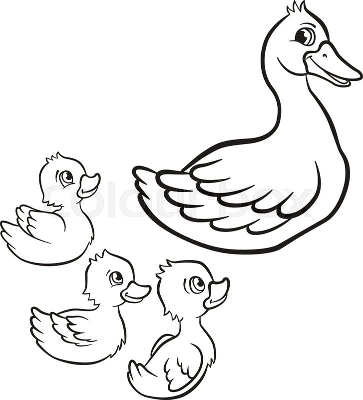 727x800 Coloring Pages. Kind Duck And Free Little Cute Ducklings Swim