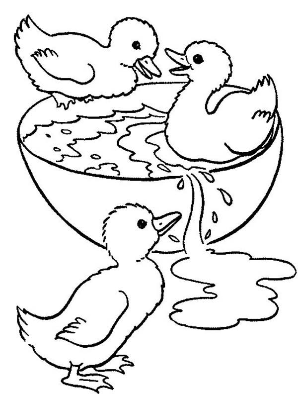 600x798 Three Ducklings Swimming In A Bowl