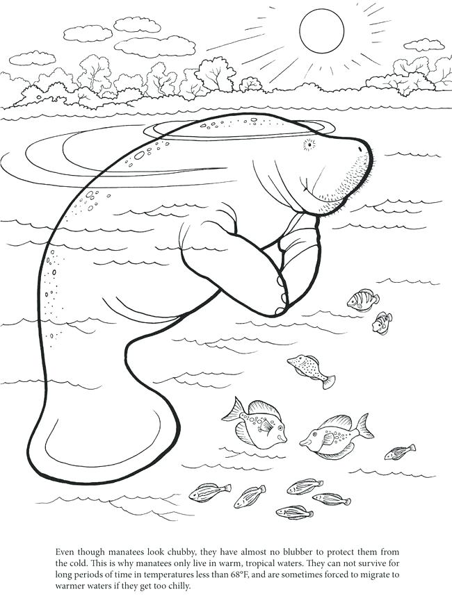 650x858 Dugong Animal Coloring Pages Animal Coloring Pages Manatee
