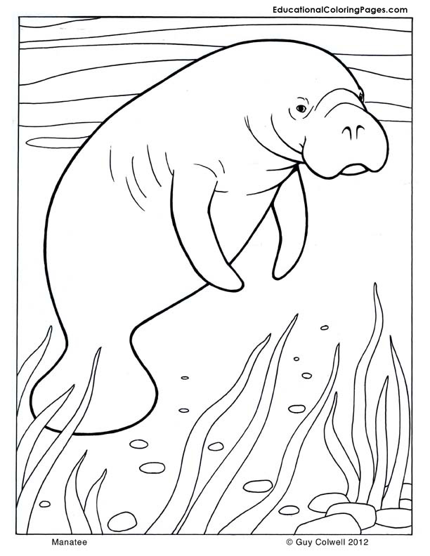 612x792 Manatee Coloring Page