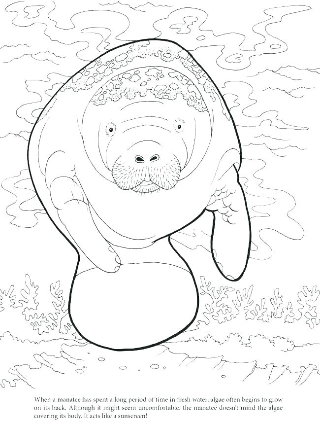 650x856 Manatee Coloring Page Manatee Coloring Page Manatee Coloring Pages