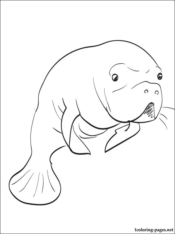 560x750 Manatee Coloring Page Coloring Pages