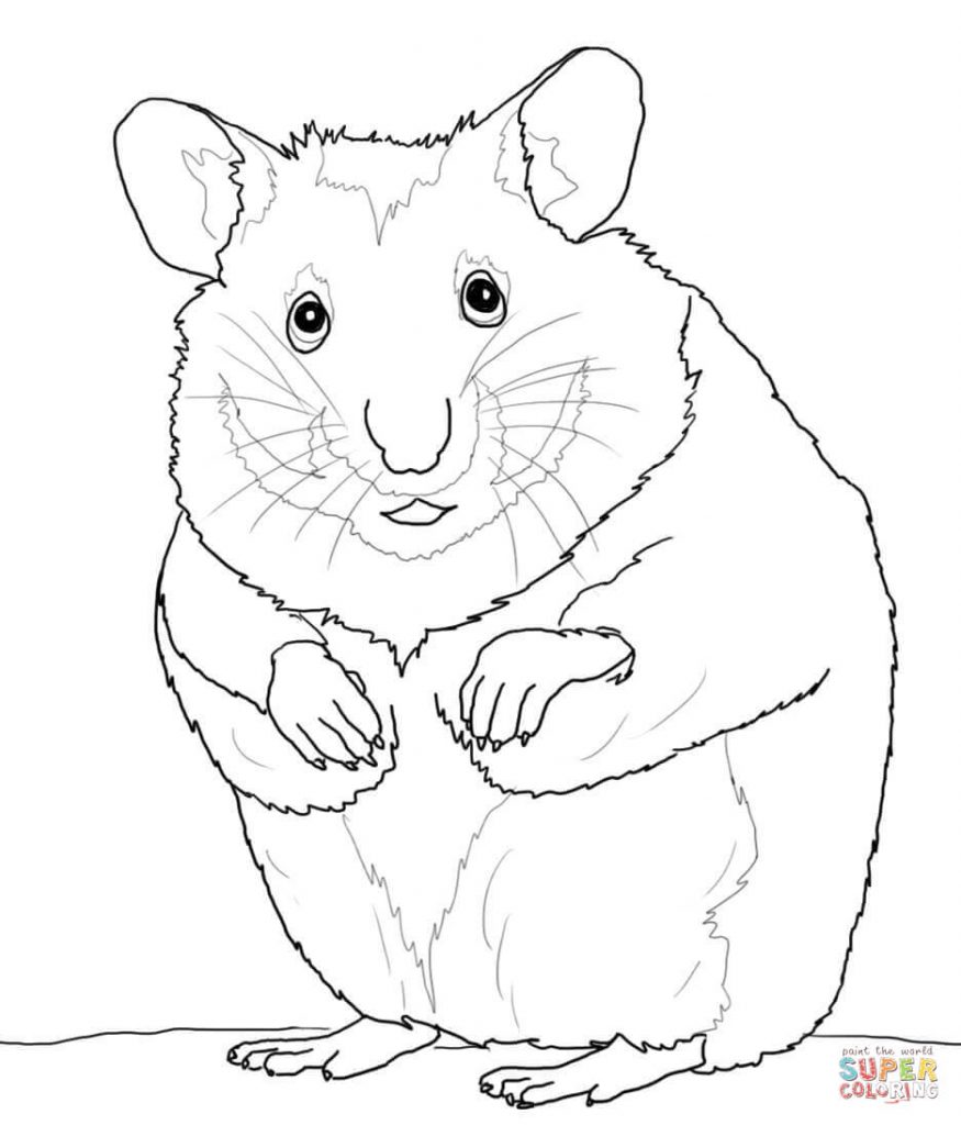 875x1024 Hamster Coloring Pages