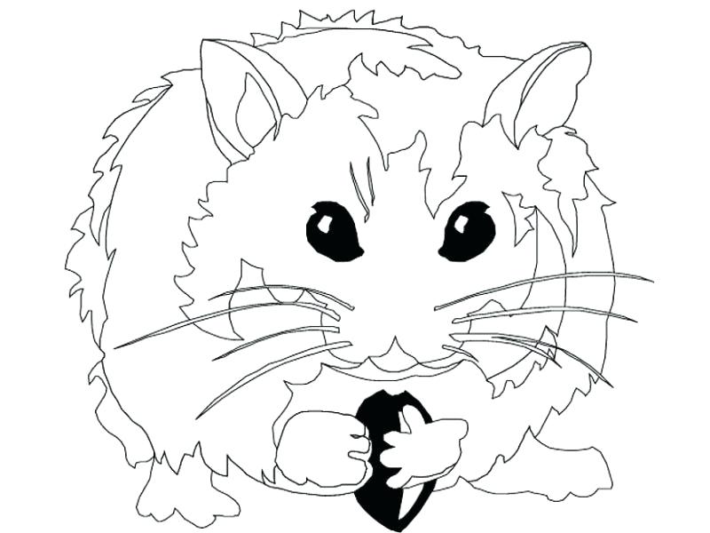800x600 Hamster Coloring Pages Hamster Coloring Pages For Kids Dwarf
