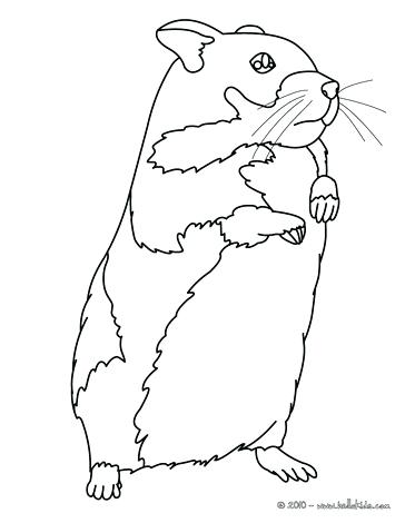 364x470 Dwarf Hamster Coloring Pages Coloring Pages Collection
