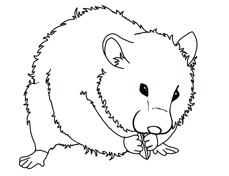 958x739 Hamster Coloring Page