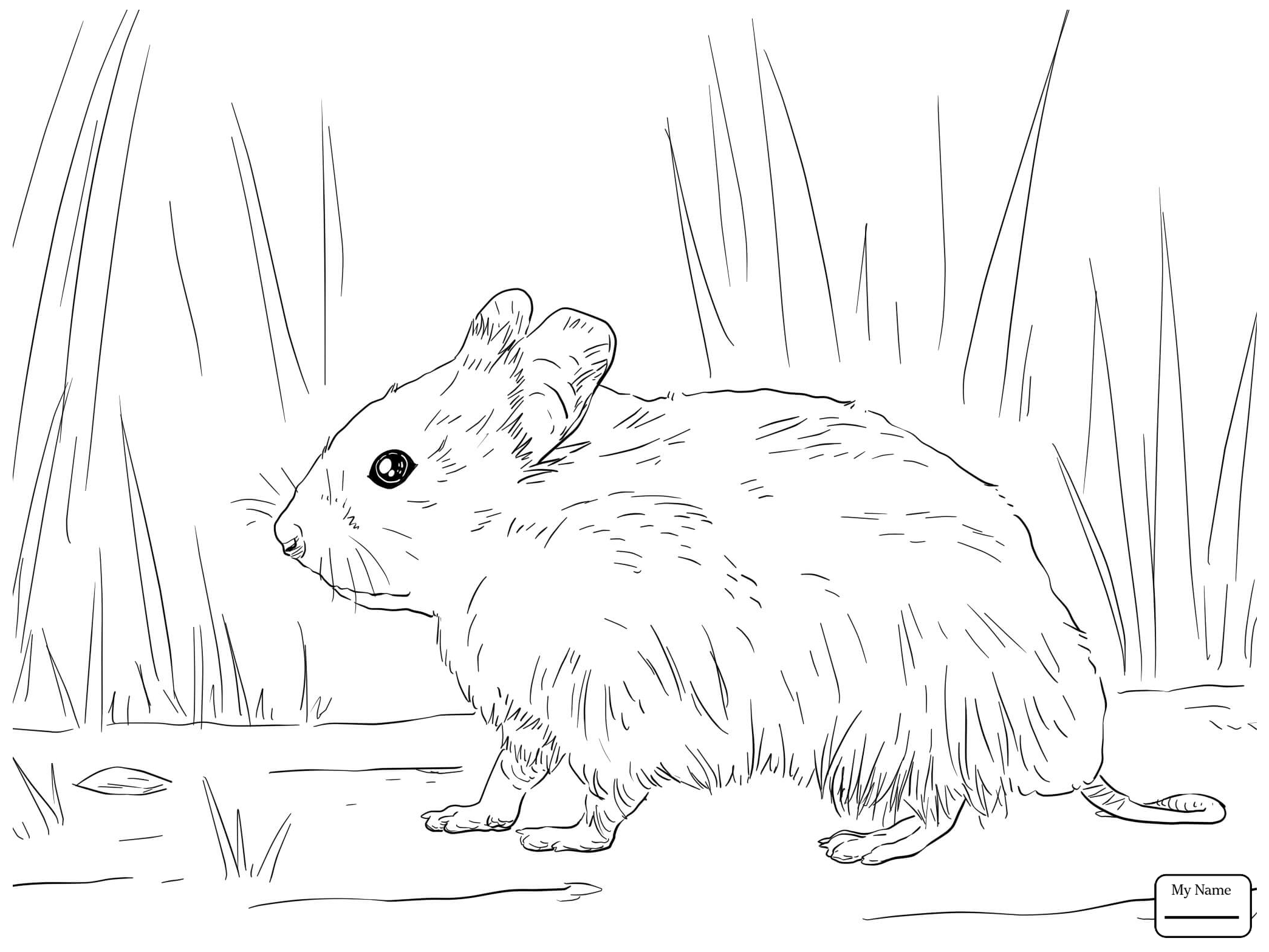 2089x1567 Cool Best Hamster Coloring Pages About On Tearing Page