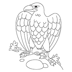 Eagle Coloring Pages