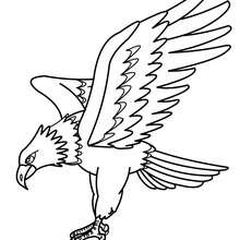 220x220 Eagle Coloring Pages, Drawing For Kids, Videos For Kids, Free