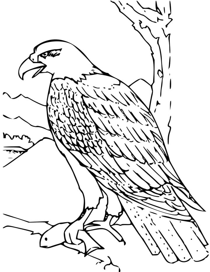 720x932 Bald Eagle Coloring Page For Kids