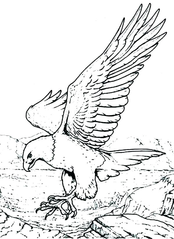 600x826 Eagle Color Page Eagles Coloring Pages Of Free Eagle Color Page